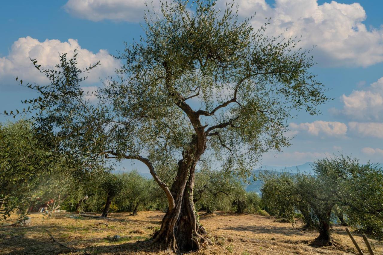 Casetta Maduneta Immersa In Un Oliveto Dolceacqua Eksteriør bilde